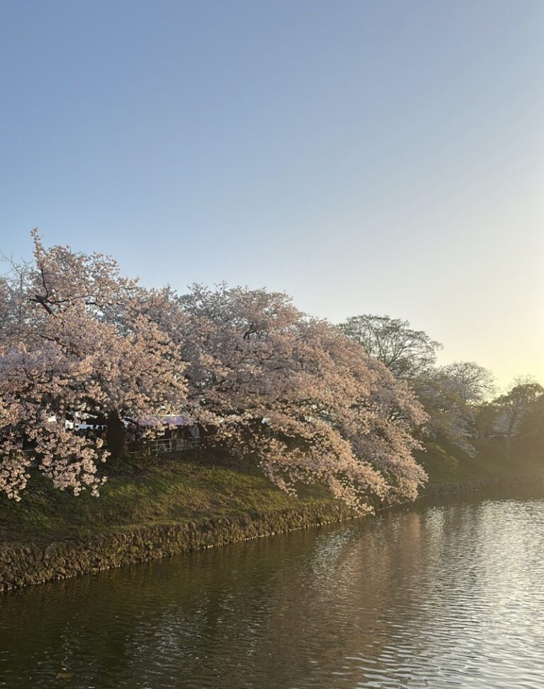 ありがとうございました🌸